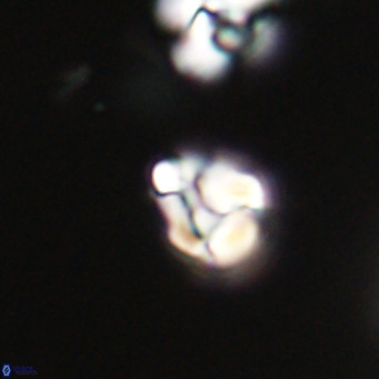 Lanternithus minutus VR 33447