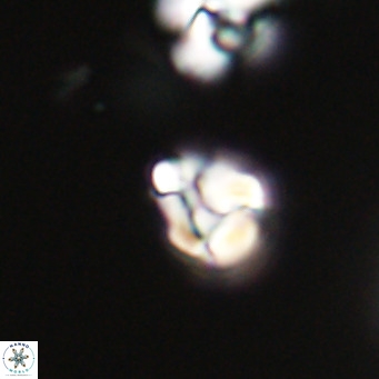 Lanternithus minutus VR 33447