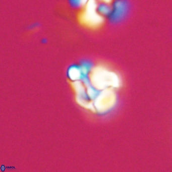 Lanternithus minutus VR 33448