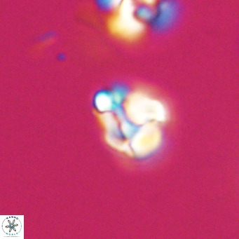 Lanternithus minutus VR 33448