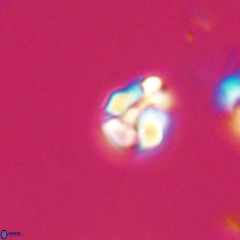 Lanternithus minutus VR 33449