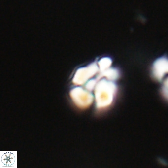 Lanternithus minutus VR 33450