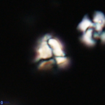 Lanternithus minutus VR 33451
