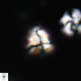 Lanternithus minutus VR 33451