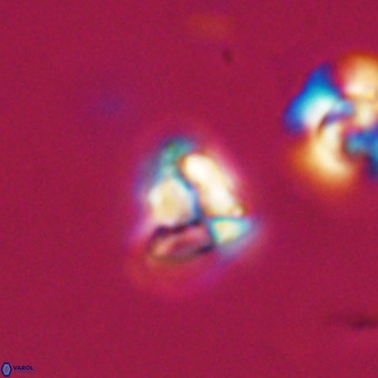 Lanternithus minutus VR 33452