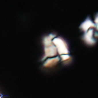 Lanternithus minutus VR 33454