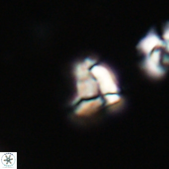Lanternithus minutus VR 33454