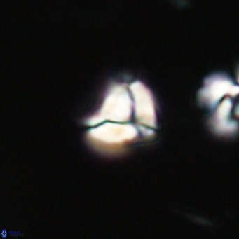 Lanternithus minutus VR 33455