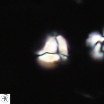Lanternithus minutus VR 33455