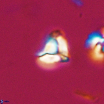 Lanternithus minutus VR 33456