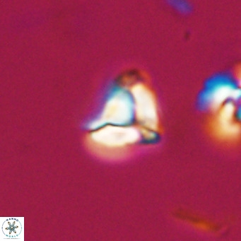 Lanternithus minutus VR 33456