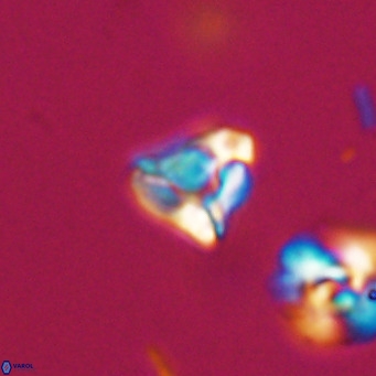 Lanternithus minutus VR 33457