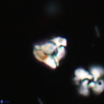 Lanternithus minutus VR 33458