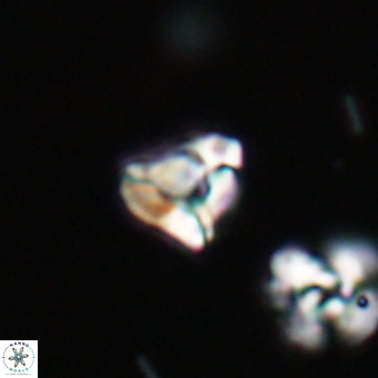 Lanternithus minutus VR 33458
