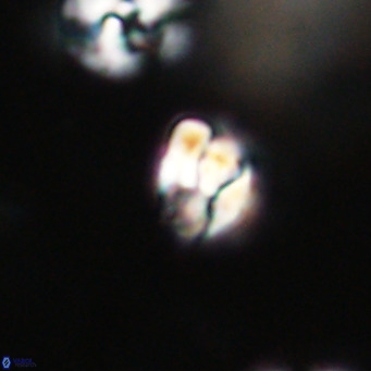 Lanternithus minutus VR 33459