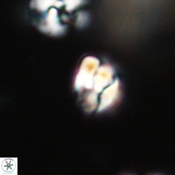 Lanternithus minutus VR 33459