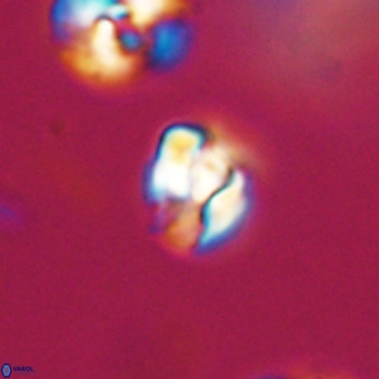Lanternithus minutus VR 33460