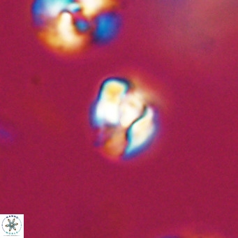 Lanternithus minutus VR 33460