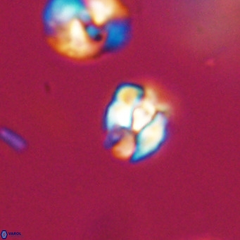 Lanternithus minutus VR 33461
