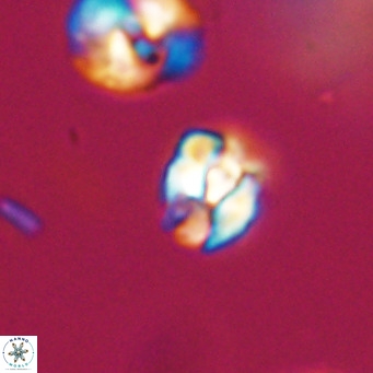 Lanternithus minutus VR 33461