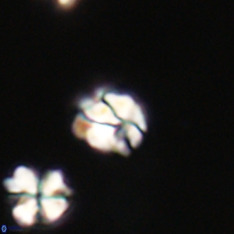 Lanternithus minutus VR 33462