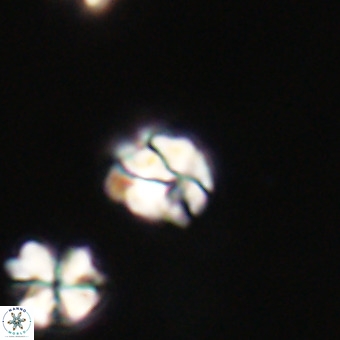 Lanternithus minutus VR 33462