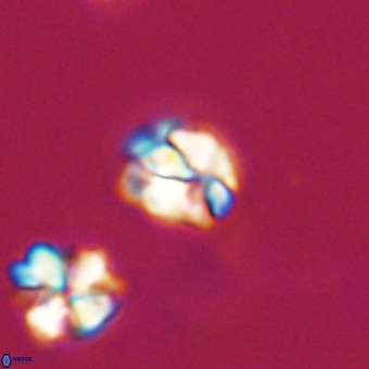 Lanternithus minutus VR 33463