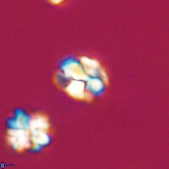 Lanternithus minutus VR 33464