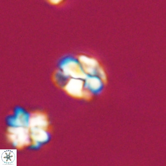 Lanternithus minutus VR 33464
