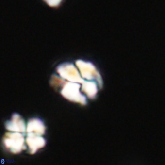 Lanternithus minutus VR 33465