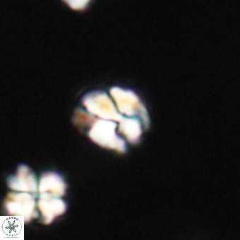Lanternithus minutus VR 33465