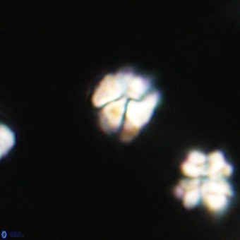 Lanternithus minutus VR 33466