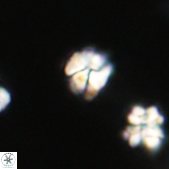 Lanternithus minutus VR 33466