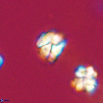 Lanternithus minutus VR 33467