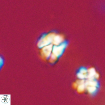 Lanternithus minutus VR 33467