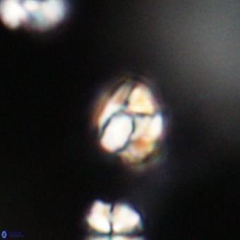 Lanternithus minutus VR 33469