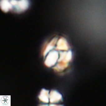Lanternithus minutus VR 33469