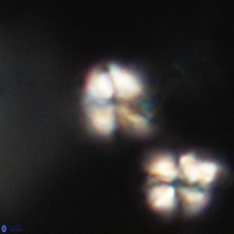 Lanternithus minutus VR 33470