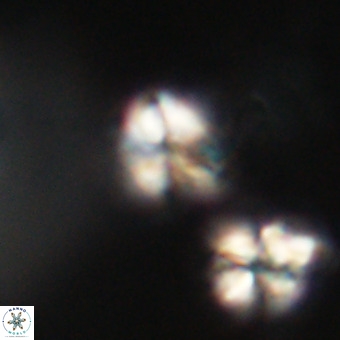 Lanternithus minutus VR 33470