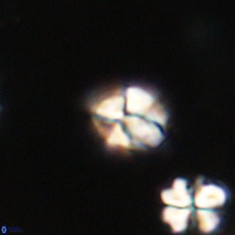 Lanternithus minutus VR 33471
