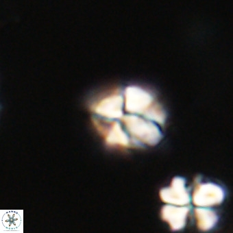 Lanternithus minutus VR 33471