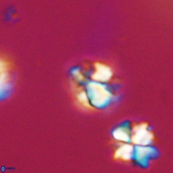 Lanternithus minutus VR 33472