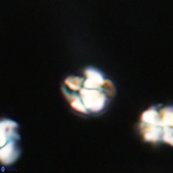 Lanternithus minutus VR 33474