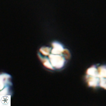 Lanternithus minutus VR 33474