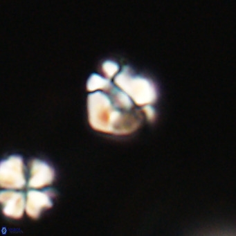 Lanternithus minutus VR 33475