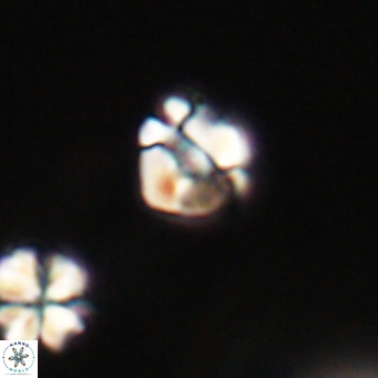 Lanternithus minutus VR 33475