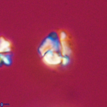 Lanternithus minutus VR 33477