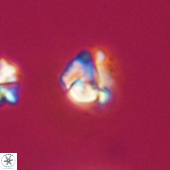 Lanternithus minutus VR 33477