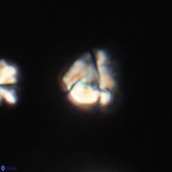 Lanternithus minutus VR 33478