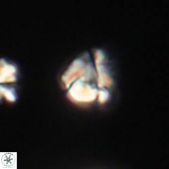 Lanternithus minutus VR 33478